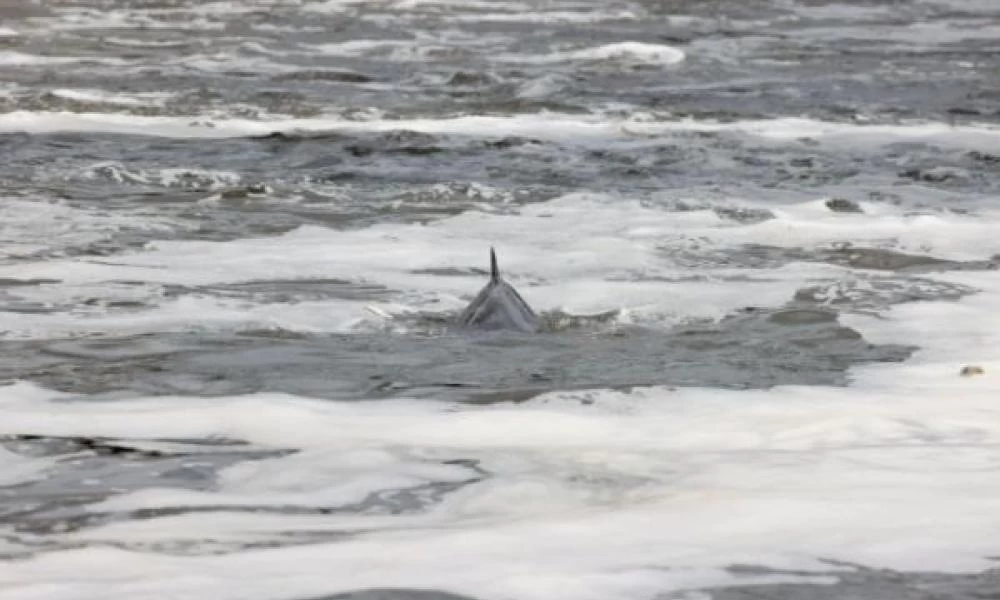 Η αγωνιώδης διάσωση μιας φάλαινας που παγιδεύτηκε στον Τάμεση